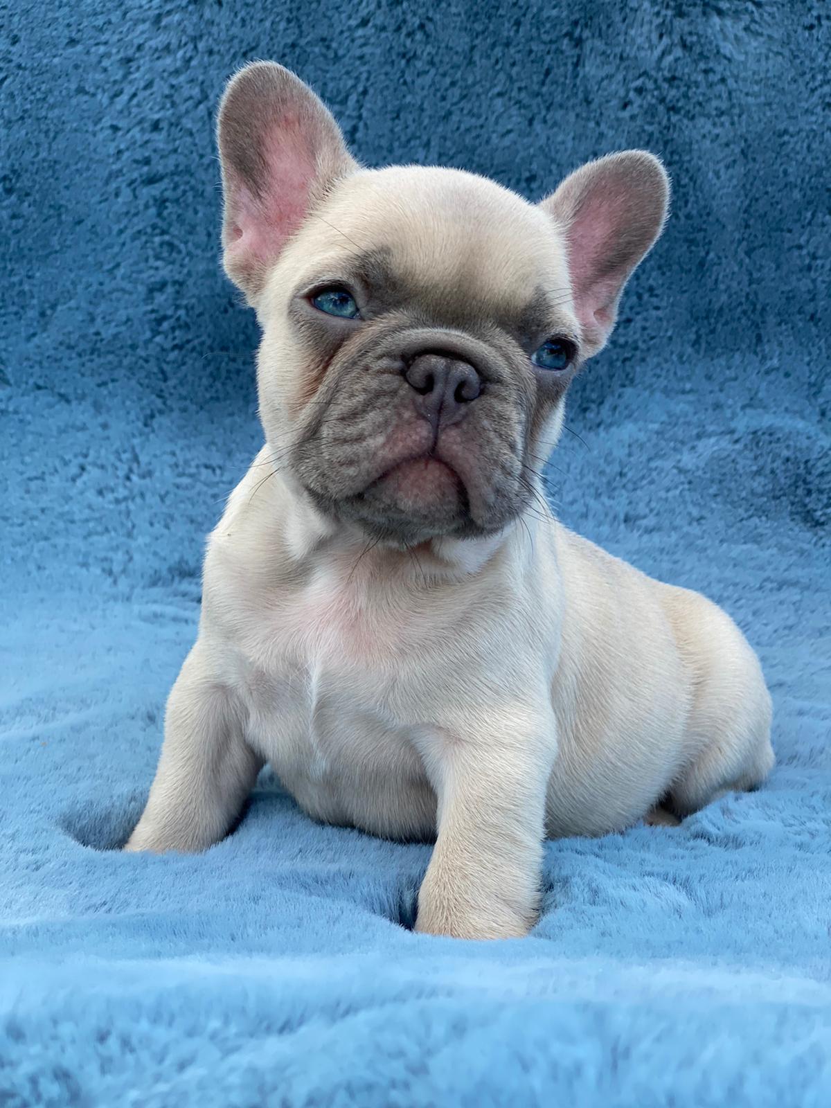 “Luna” Lilac Fawn $6500 - Philly Frenchy