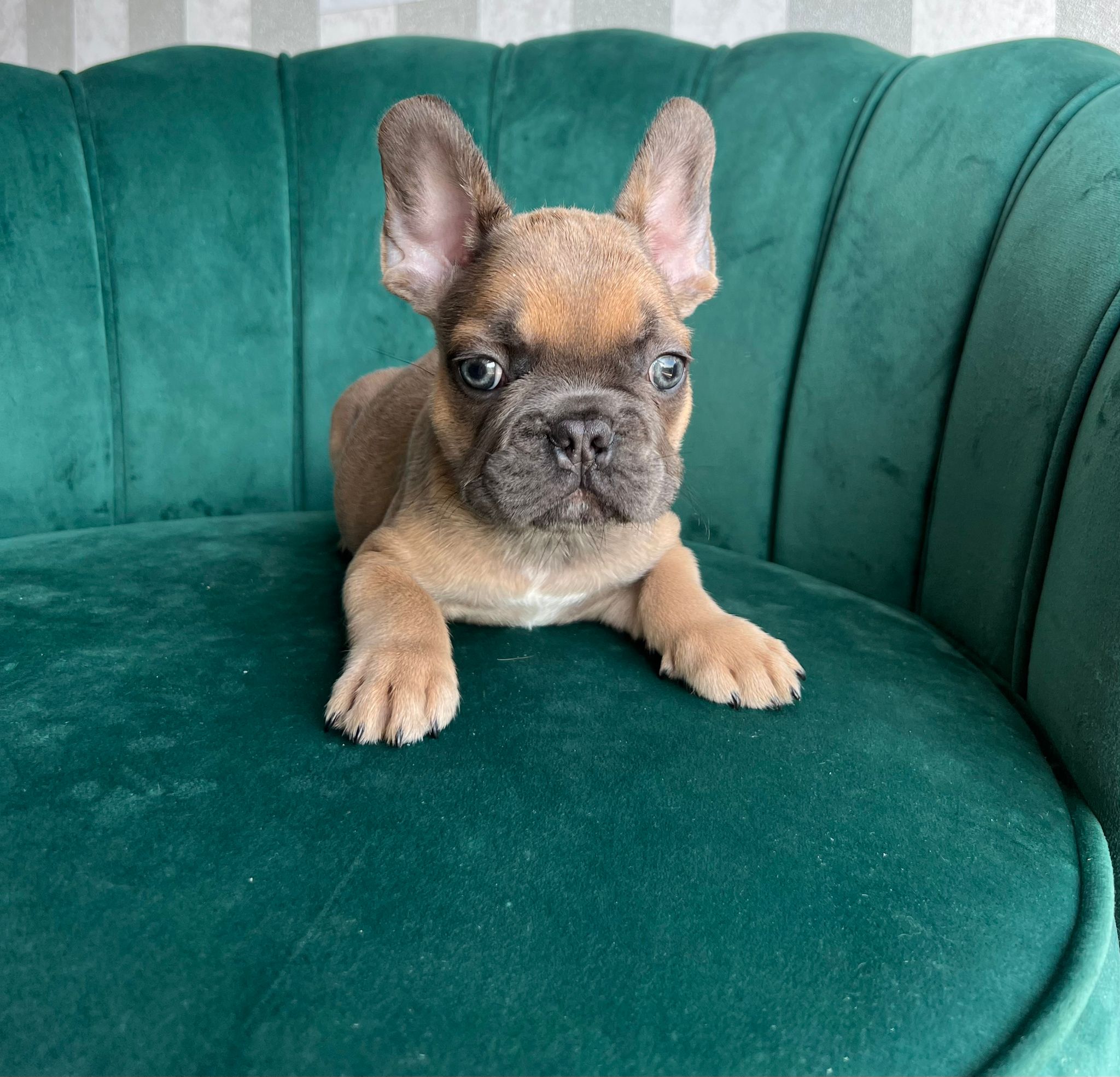 Tom Tom” Blue Fawn Male $4000 - Philly Frenchy