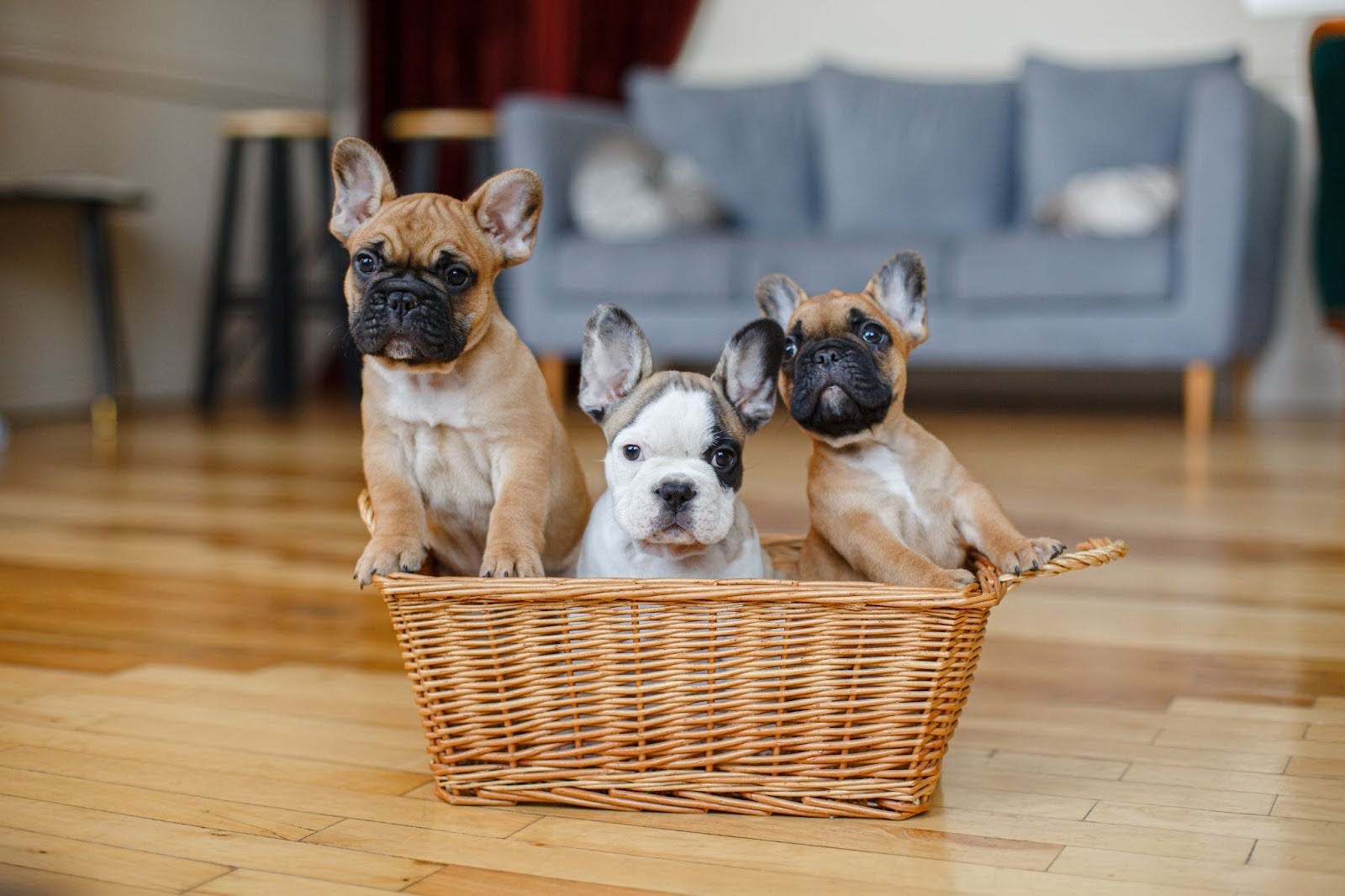 How to choose a French bulldog - health background check