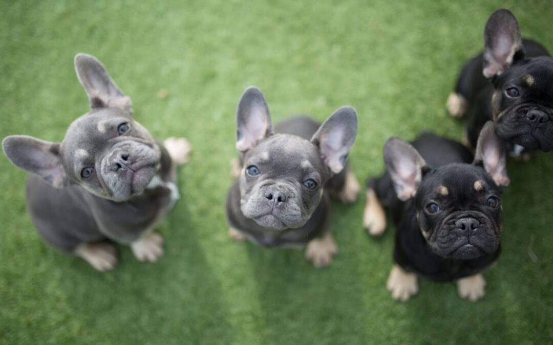 Choosing Your French Bulldog: What to Look for