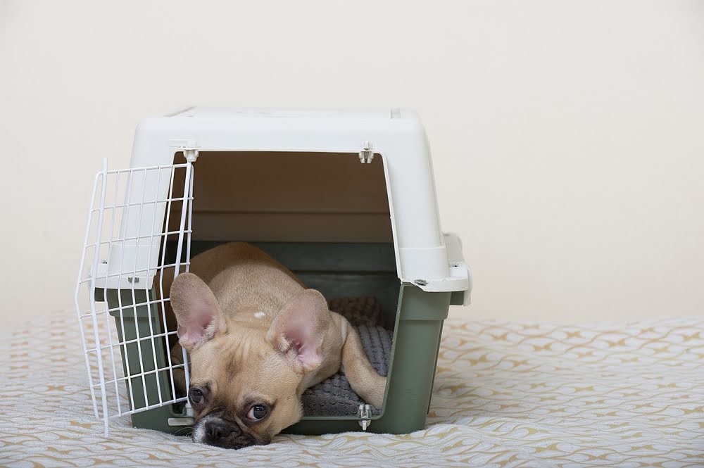 French Bulldog puppy care - crate training