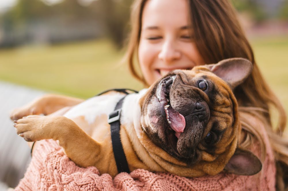 French Bulldog puppy care - spending time with your dog