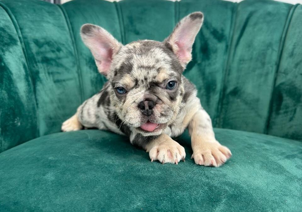 “Mac” Tricolor Merle Male