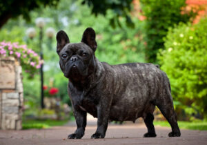 French bulldog common health problems - obesity.