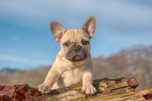 Understanding French Bulldog Health: Common Issues and Solutions