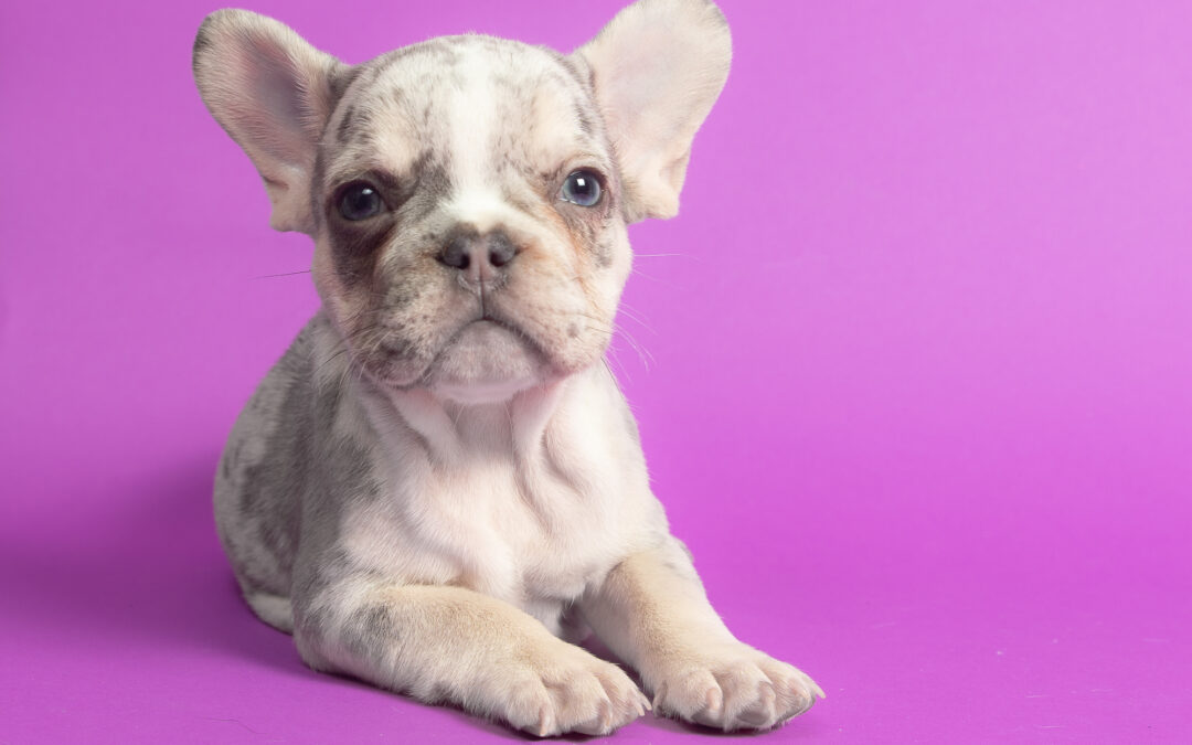 “Tommy” Tricolor Merle Male