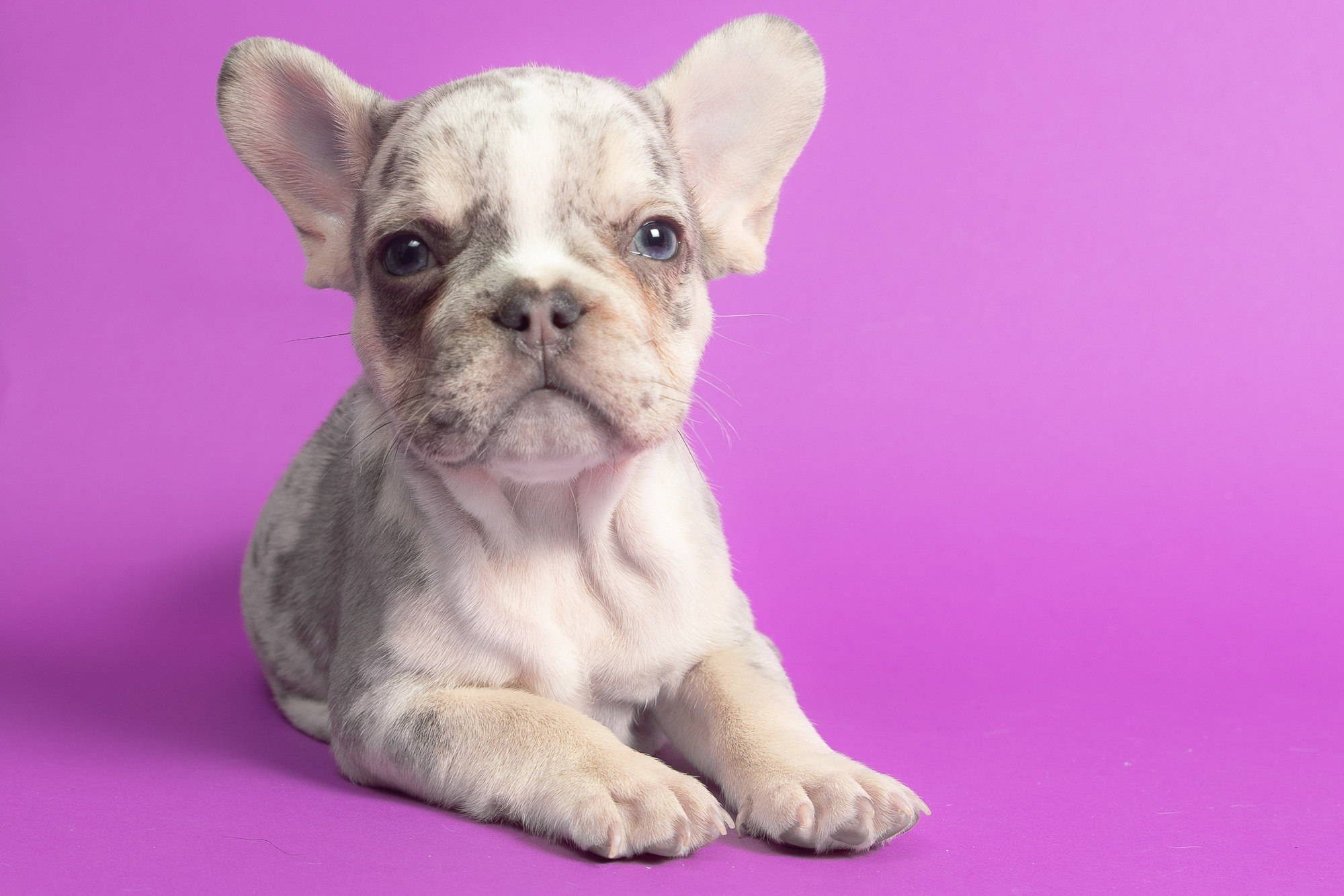 “Tommy” Tricolor Merle Male