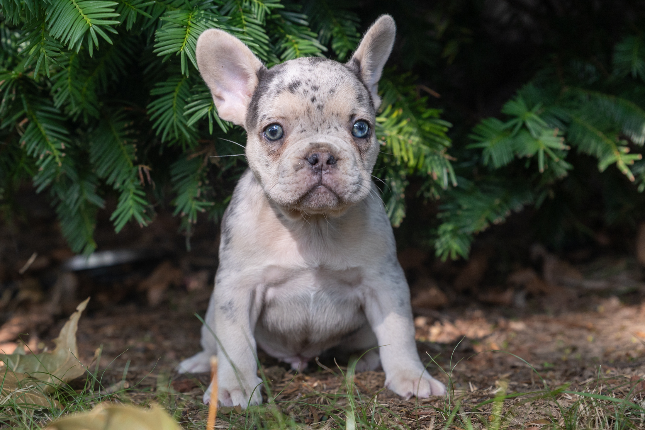 “Rocky” Lilac Tricolor Merle Male $2700