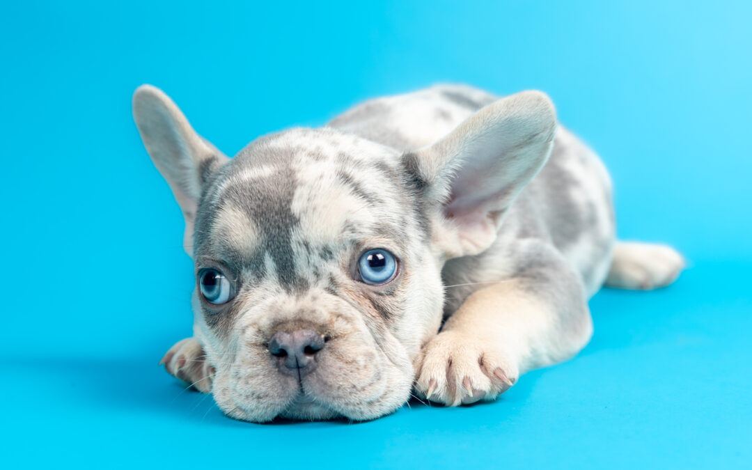 “Apollo” Lilac Tricolor Merle Male $4000