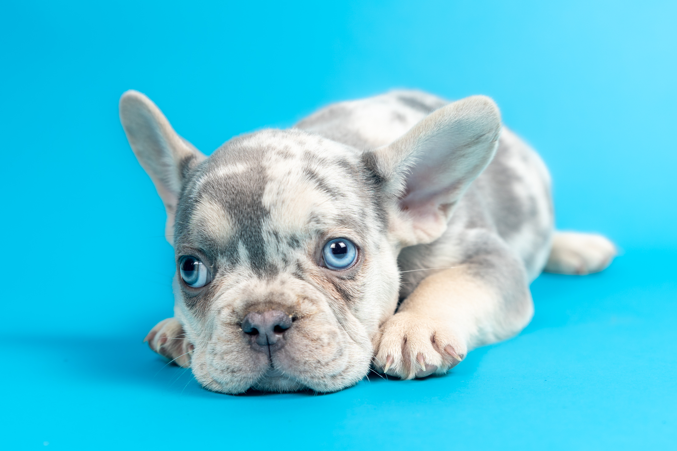 “Apollo” Lilac Tricolor Merle Male $4000