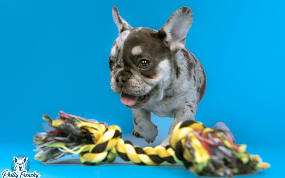 “Paris” Blue/Tan Merle Female $4000