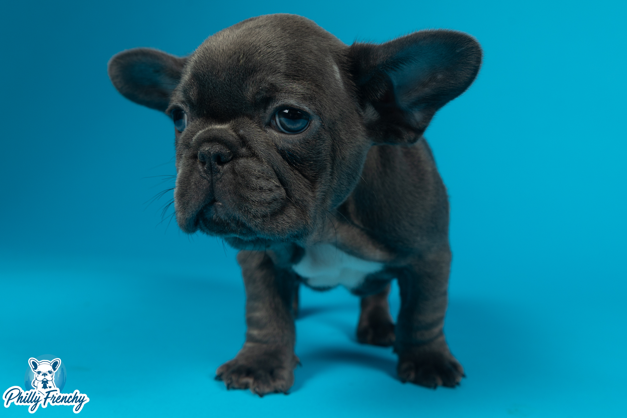 “Cali” Mini Blue Female $3400