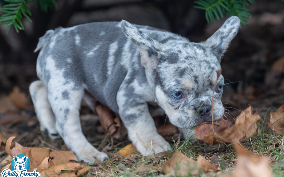 “Enzo” Lilac Blue/Tan Tricolor Male $4500