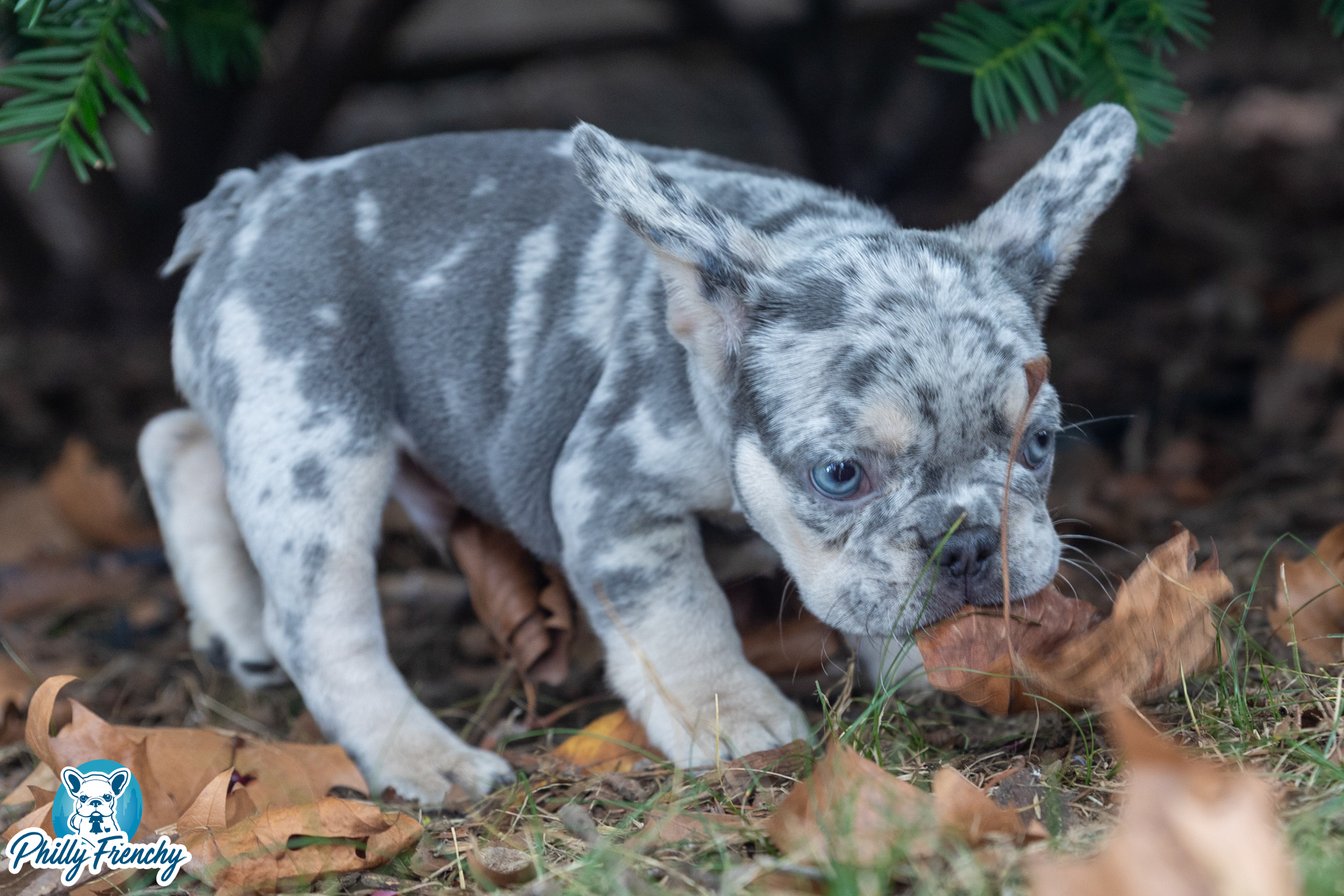 “Enzo” Lilac Blue/Tan Tricolor Male $4500