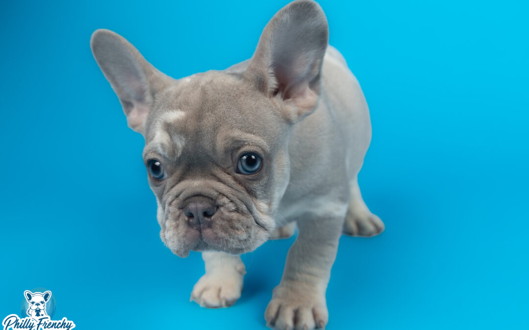 “Zeus” Lilac Merle Tricolor Male $4500