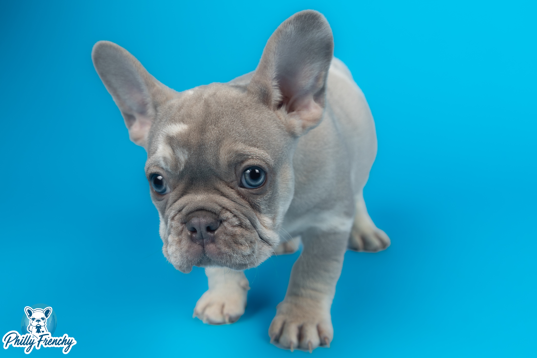 “Zeus” Lilac Merle Tricolor Male $4500