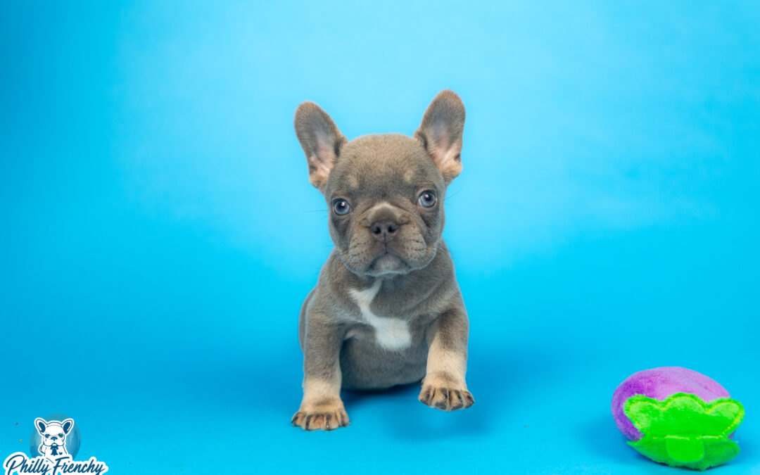 “Winston” Mini Lilac & Tan Male French Bulldog $4400