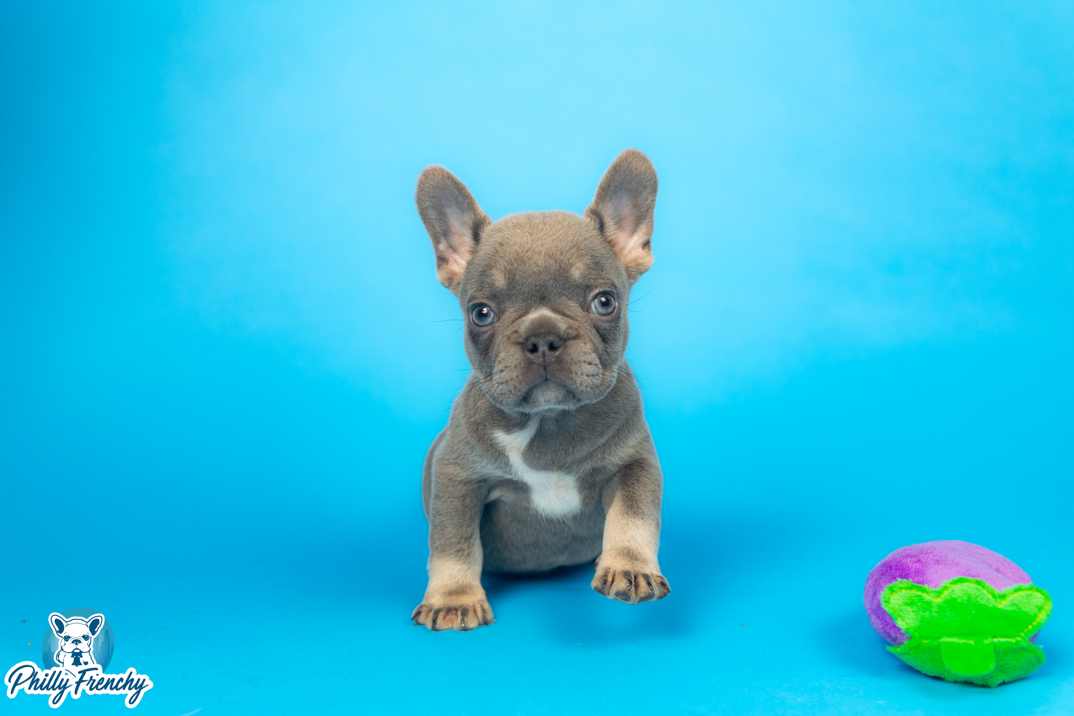 “Winston” Mini Lilac & Tan Male French Bulldog $4400