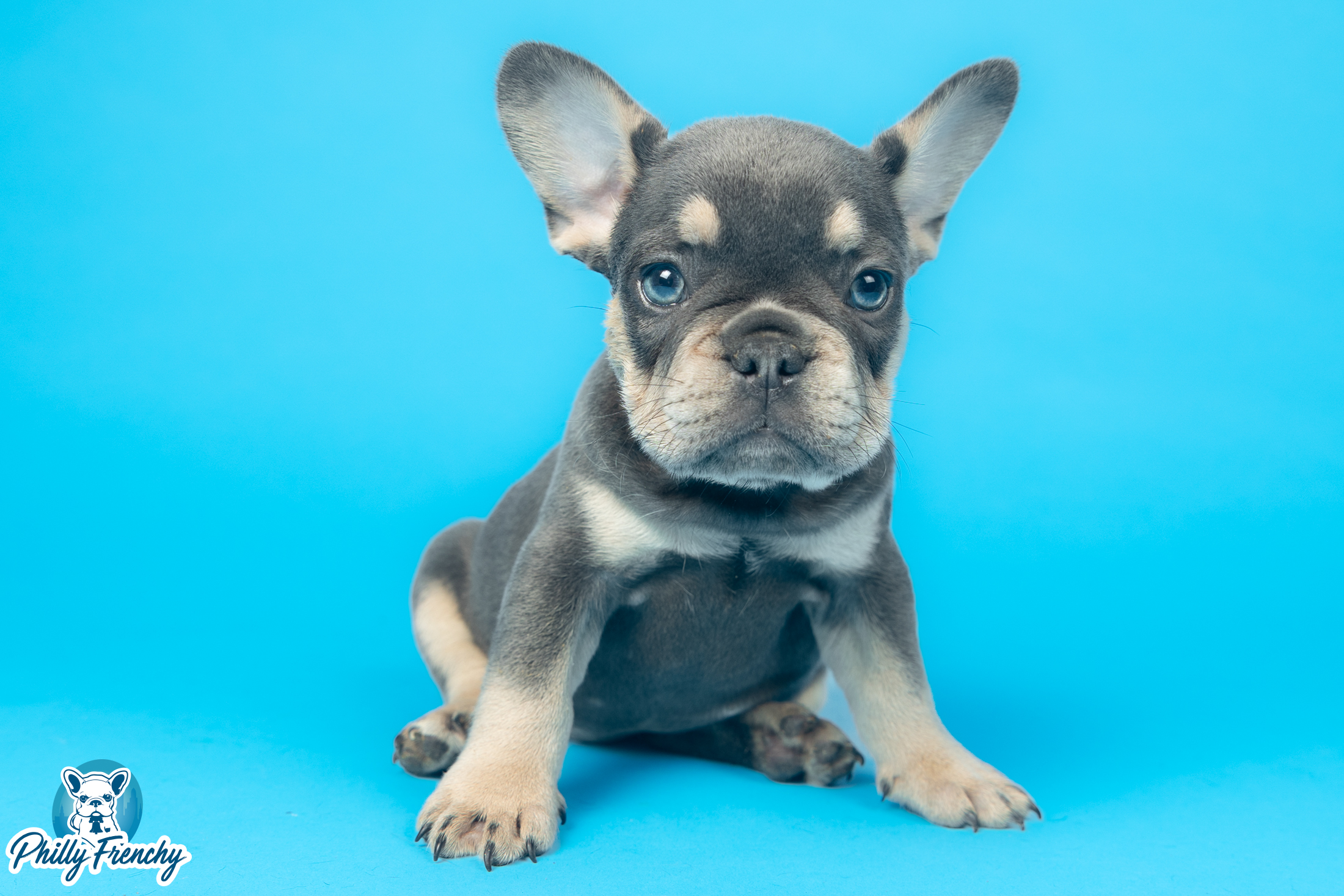 “Luna” Blue/Tan Tricolor Female $3600