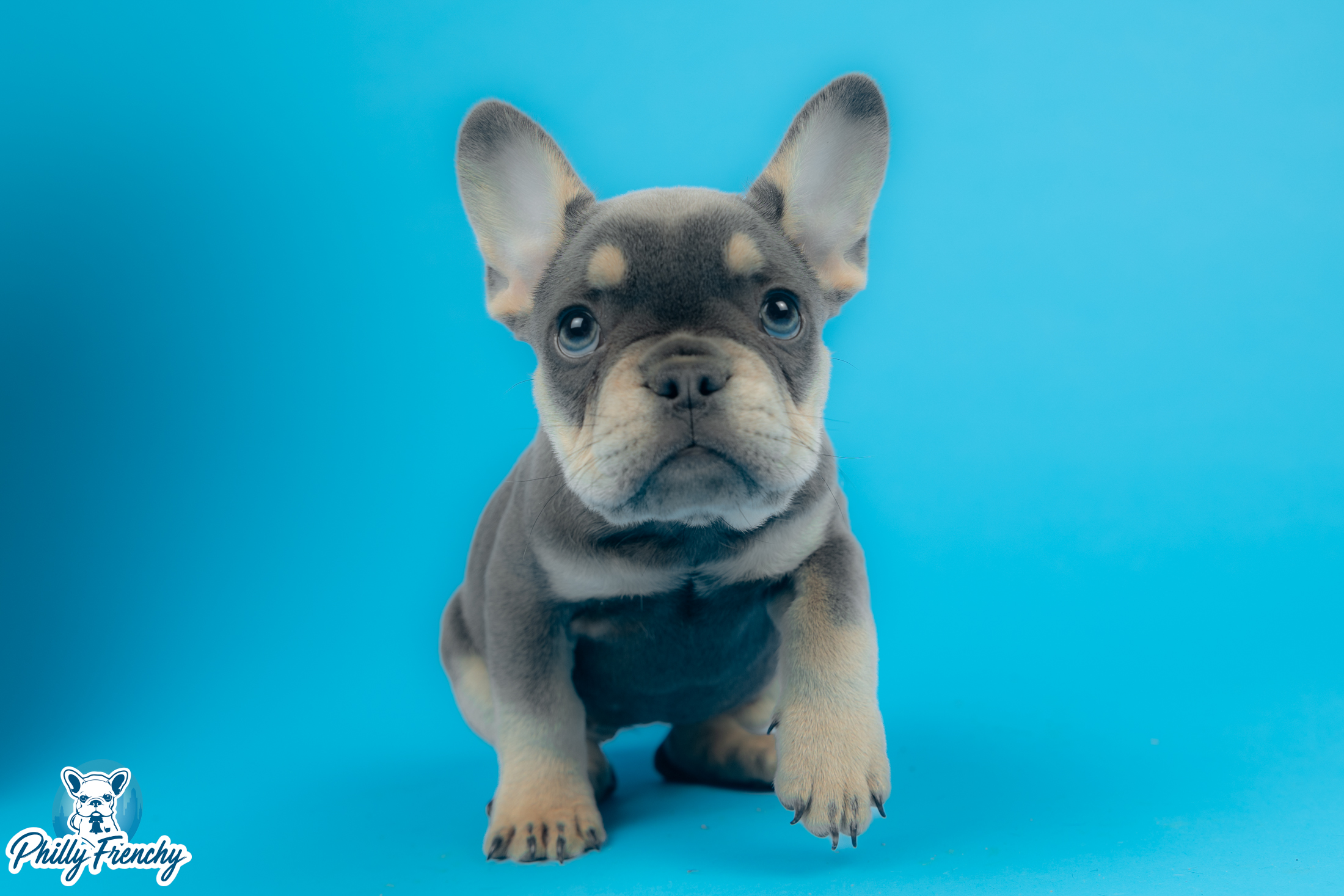 “Luna” Blue/Tan Tricolor Female $3600