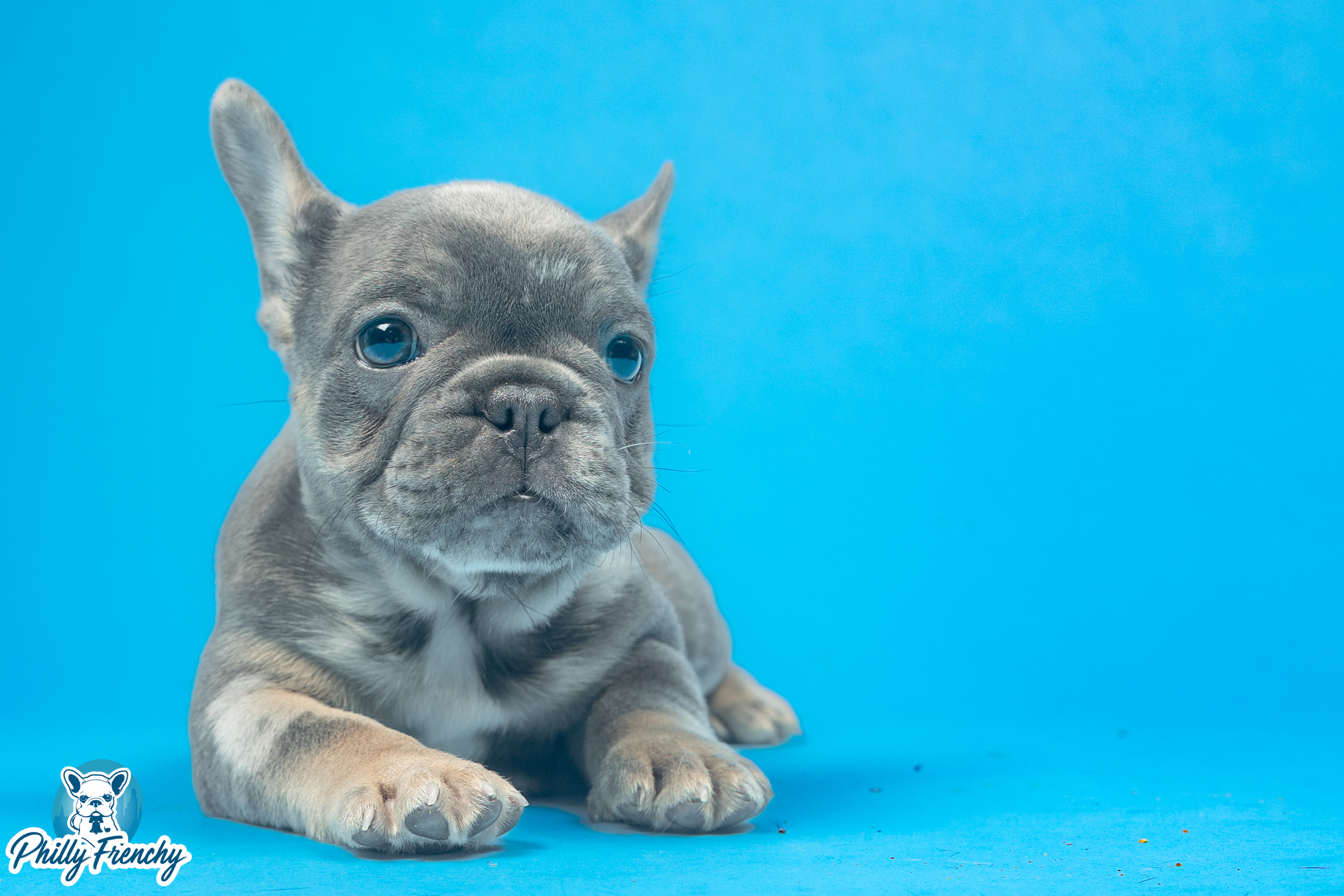 “Bean” Tricolor Blue Male $4200