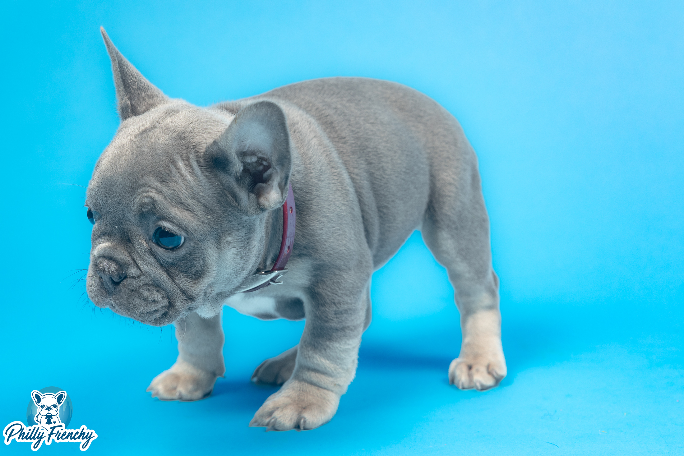 “Mochi” Tricolor Female $3200