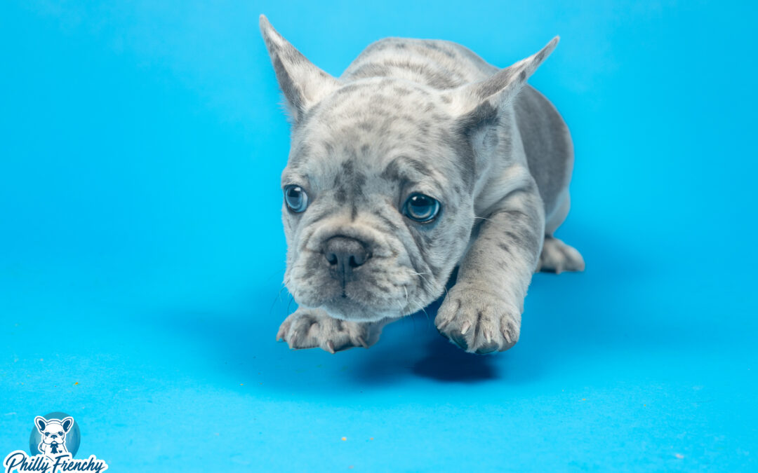 “Shiloh” Blue Merle Male