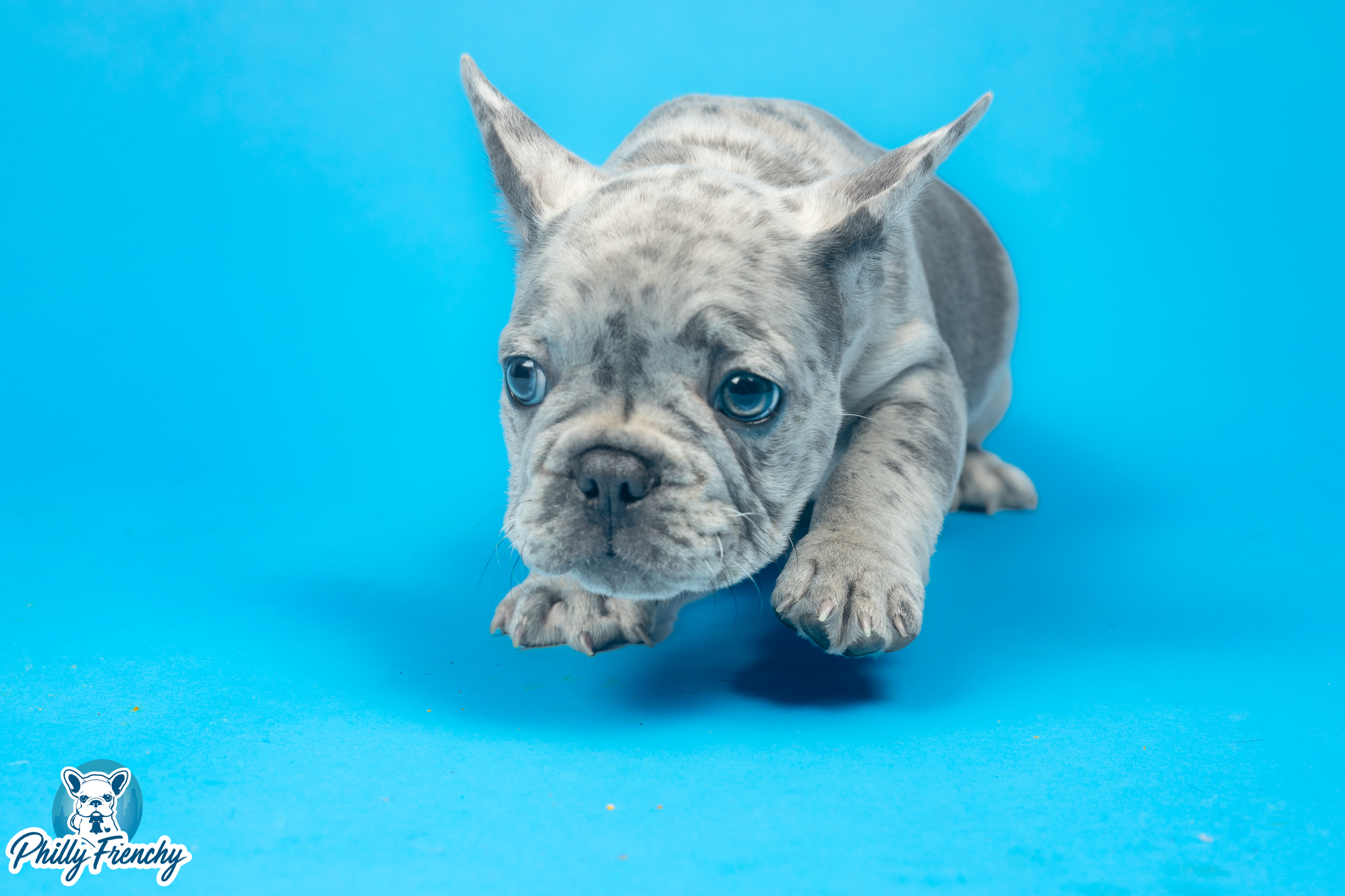 “Shiloh” Blue Merle Male $4400