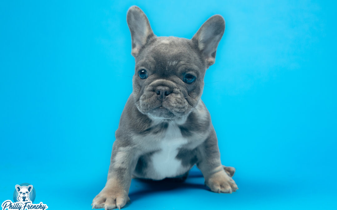 “Bean” Tricolor Blue Male $4000