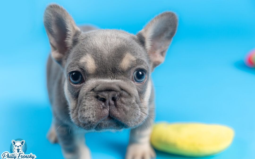 “Jojo” Lilac & Tan Male $4000