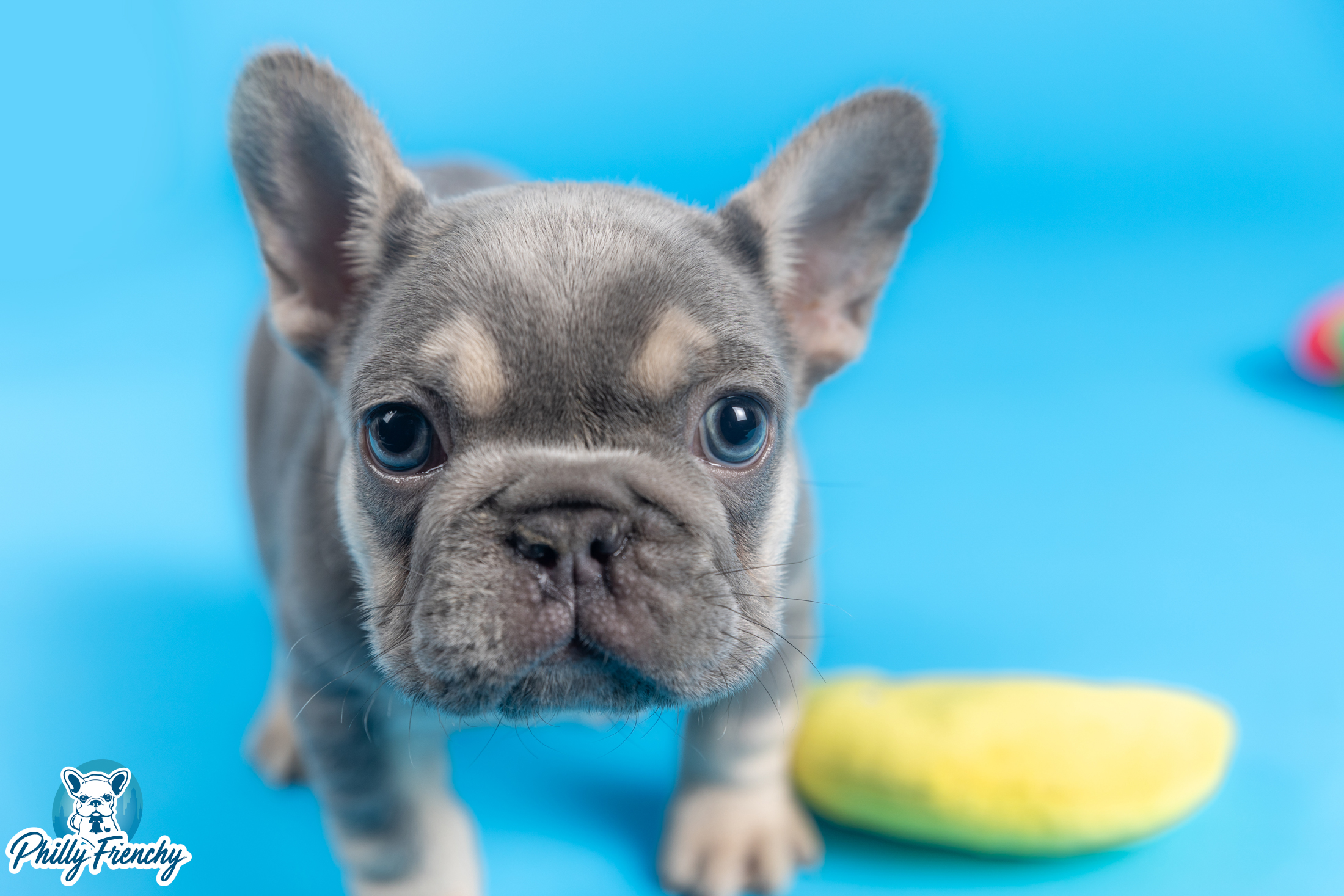 “Jojo” Lilac & Tan Male $4000