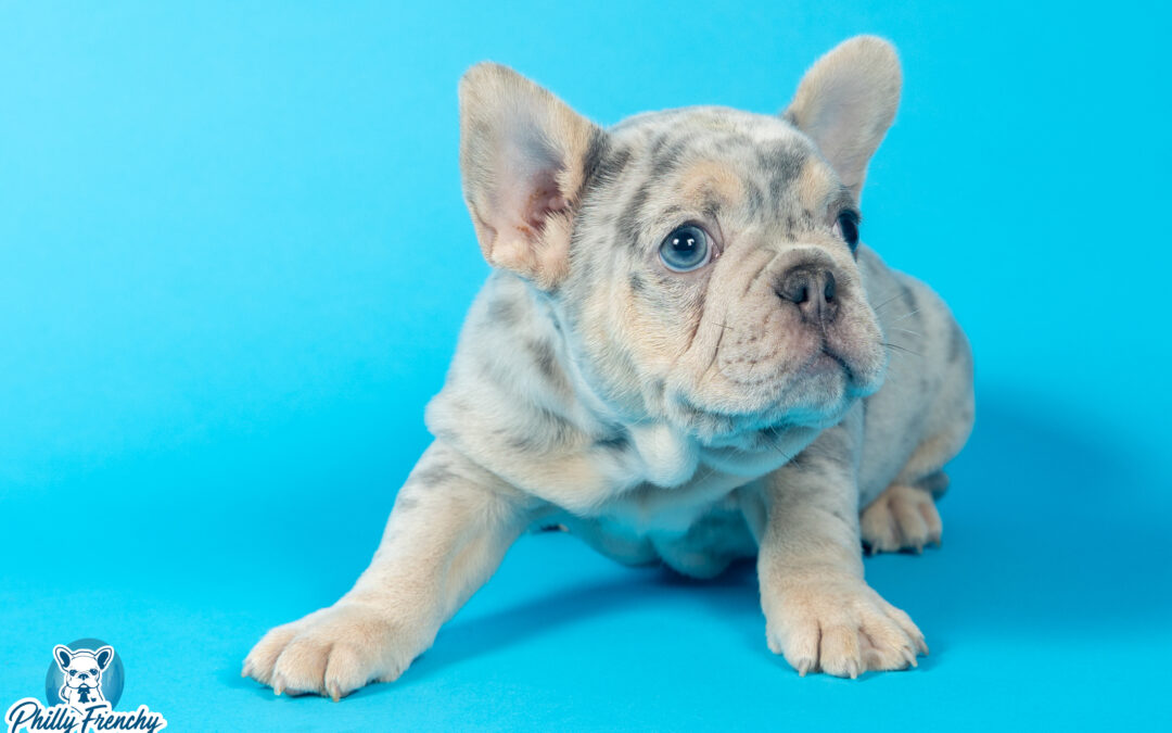 “Saint” Lilac Tricolor Merle Male $4000