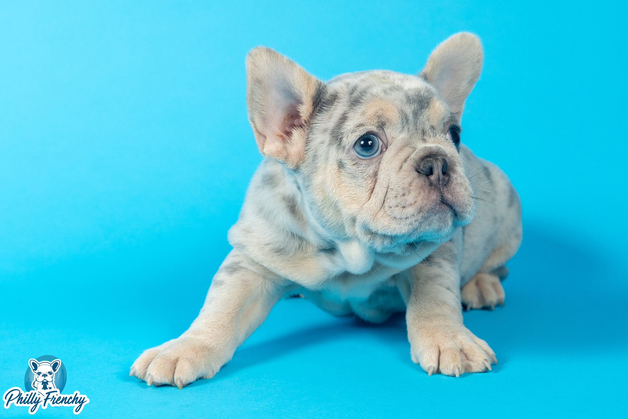 “Saint” Lilac Tricolor Merle Male $4000