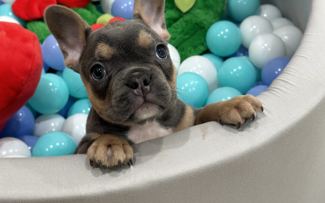 “Rocky” Blue & Tan Tricolor Male $3500