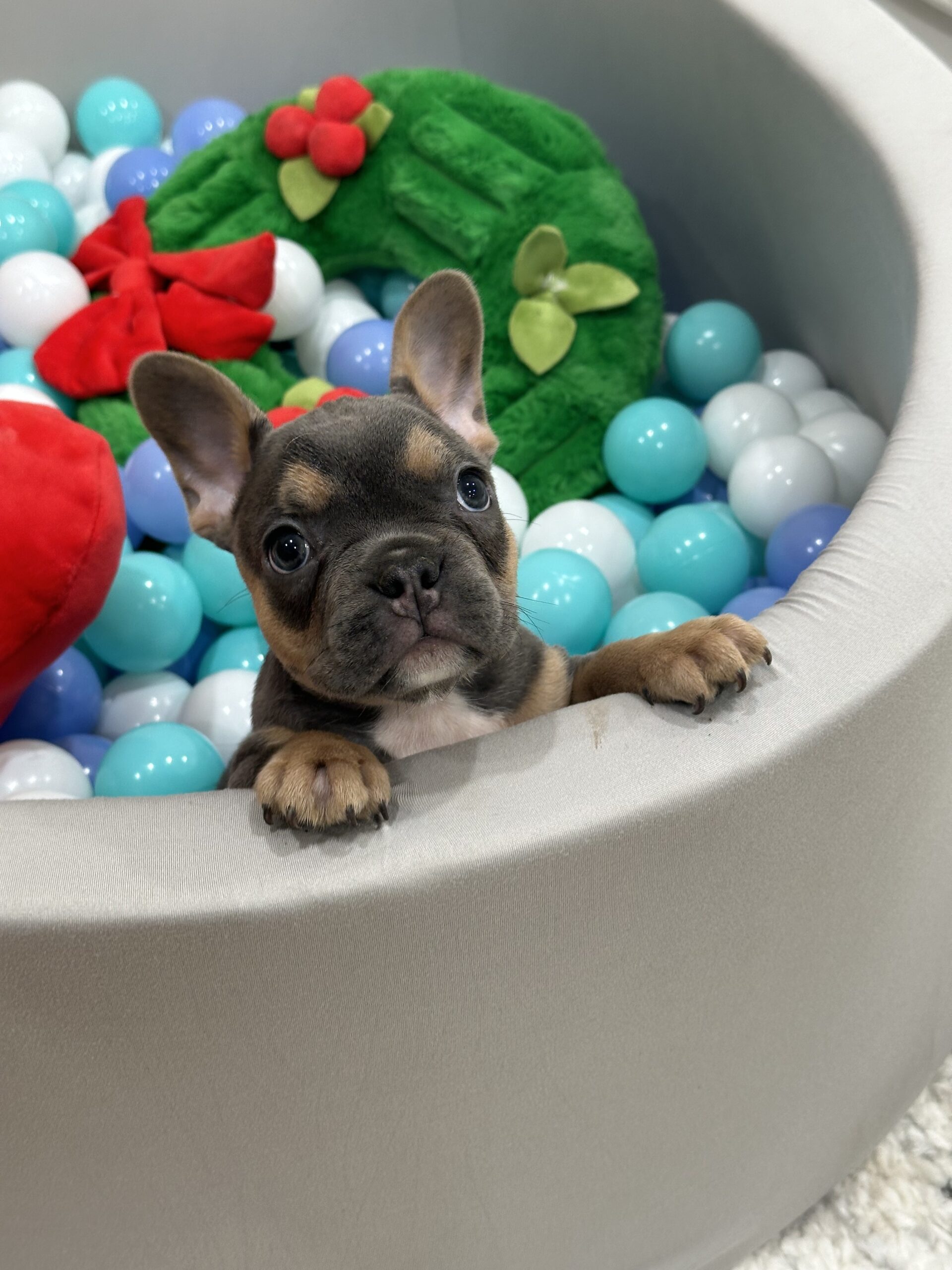 “Rocky” Blue & Tan Tricolor Male $3500