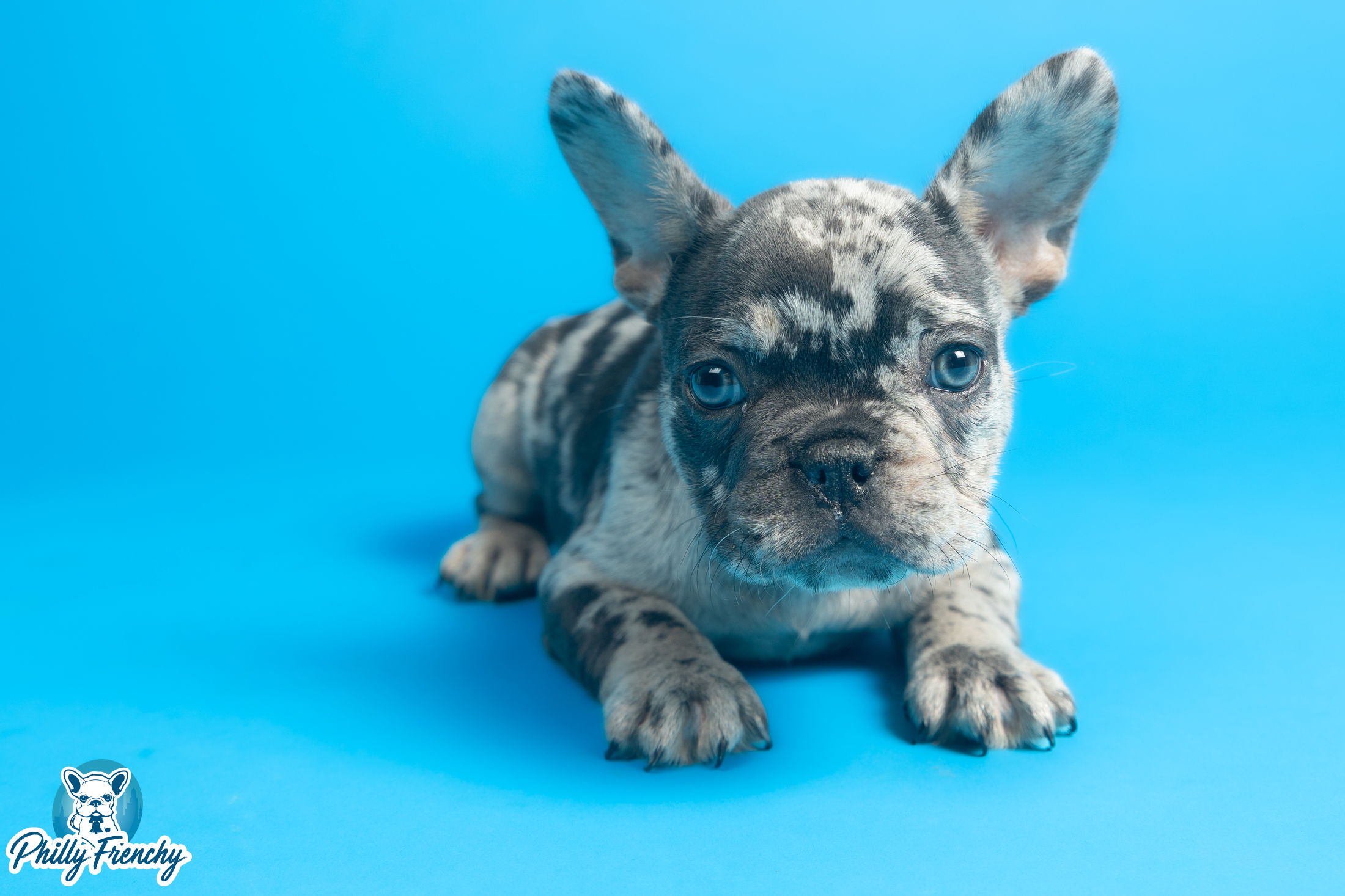 “Claus” Blue Merle Male $4000