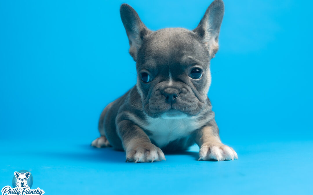 “Cindy Lu” Blue/Tan Tricolor Female $3600