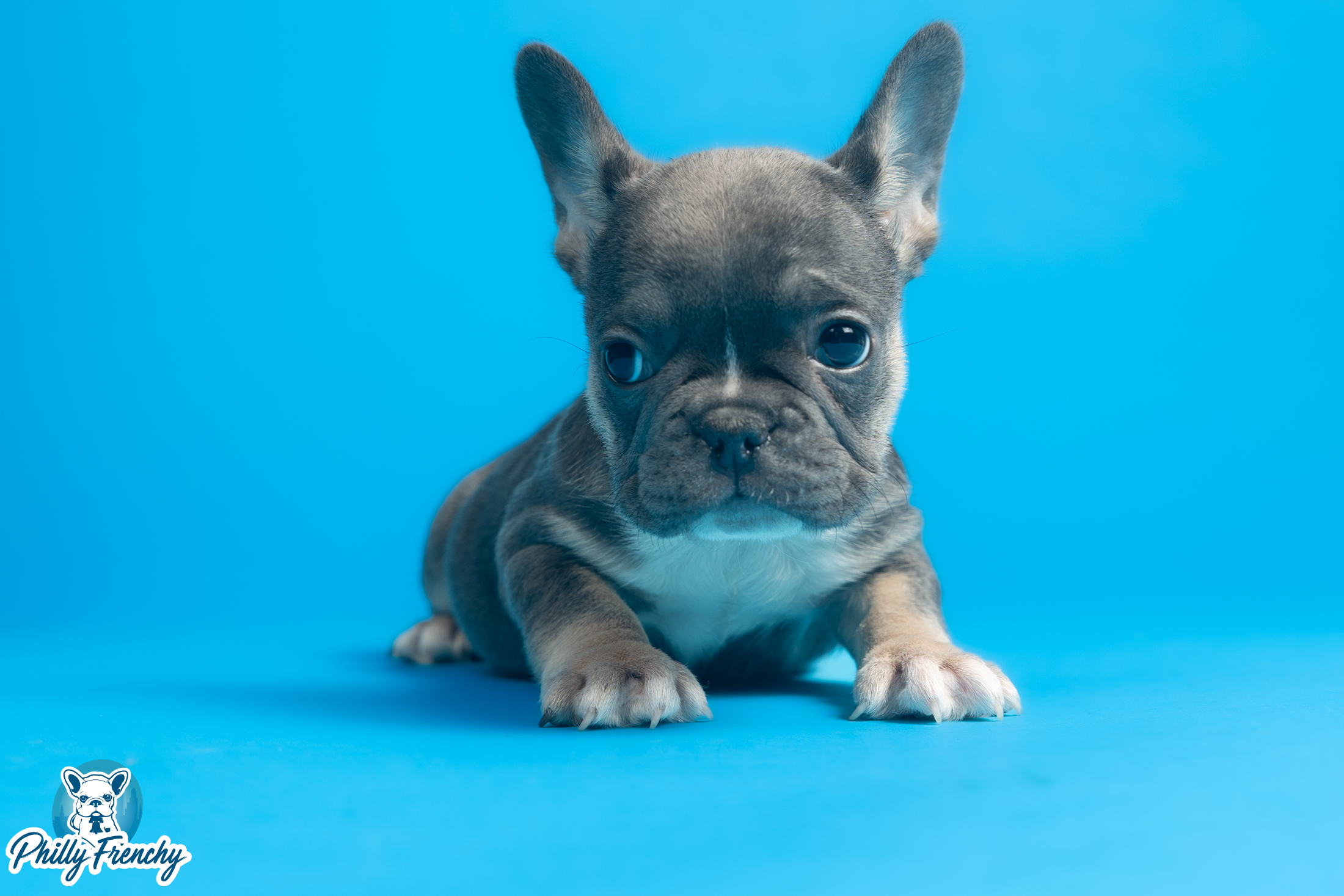 “Cindy Lu” Blue/Tan Tricolor Female $3600