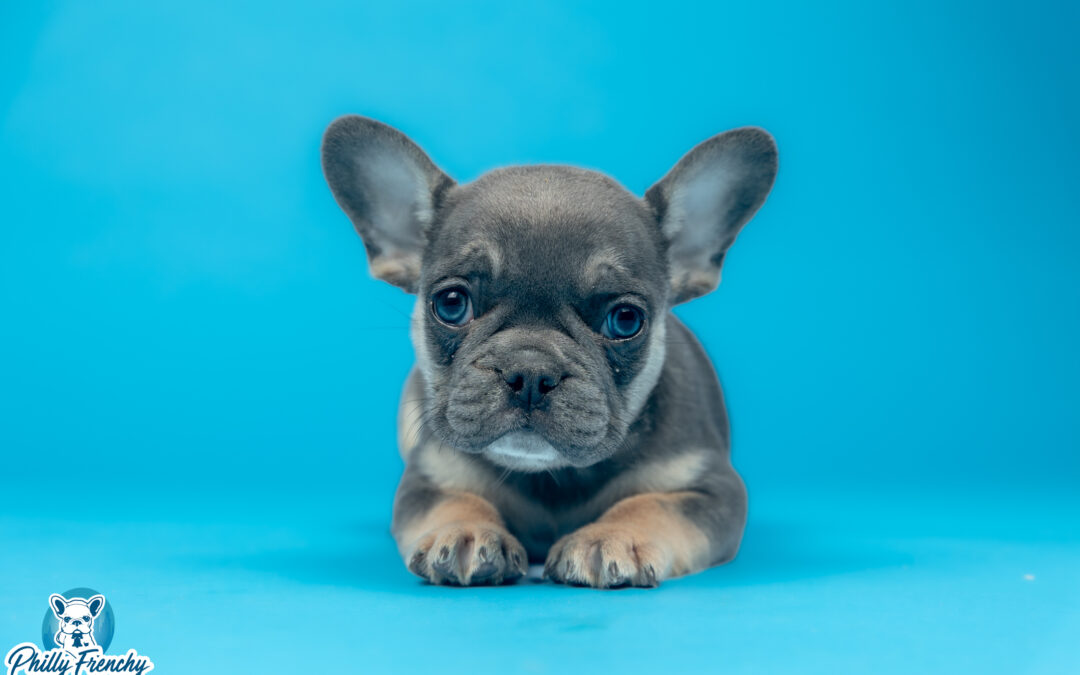 “Maverick” Blue/Tan Tricolor Male $3700