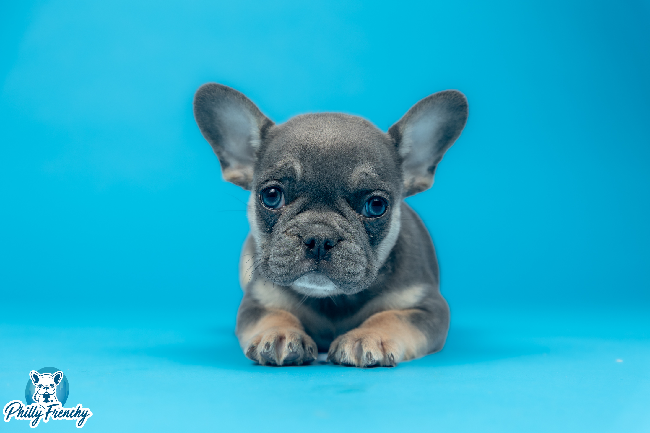 “Maverick” Blue/Tan Tricolor Male $3700