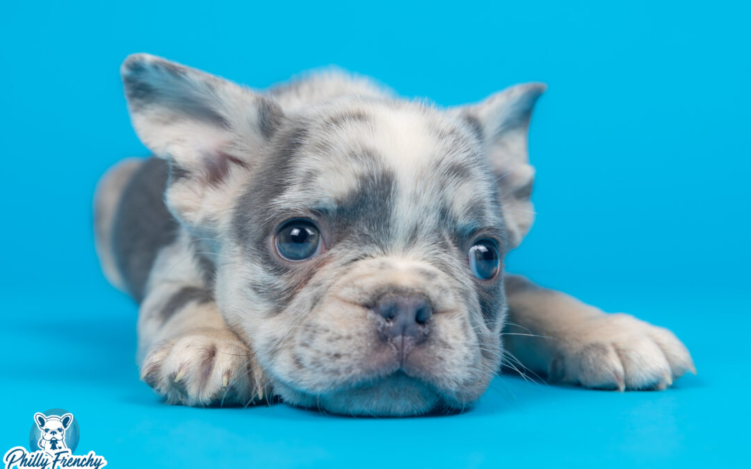 “Rudy” Lilac Merle Male $4000