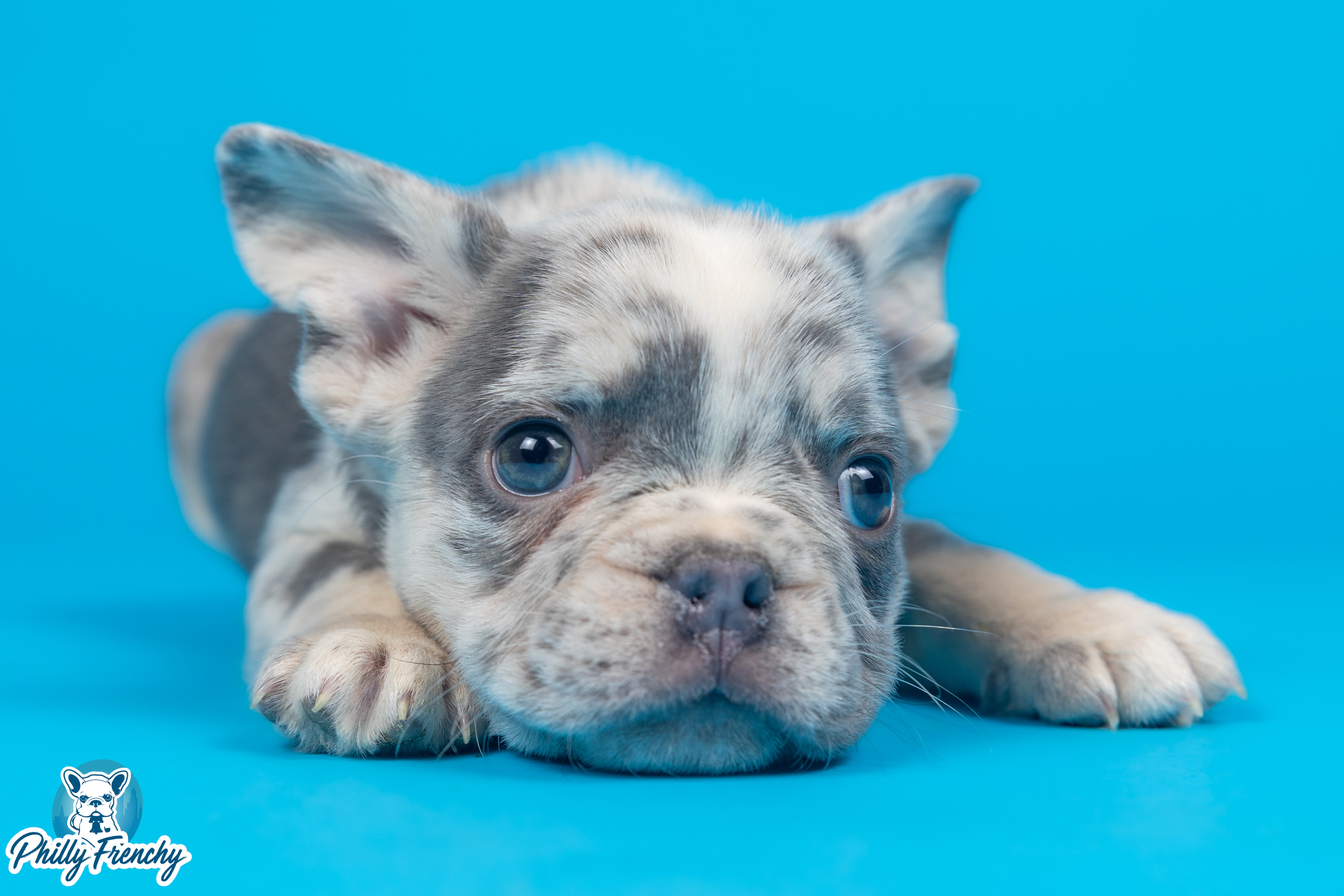 “Rudy” Lilac Merle Male $4000