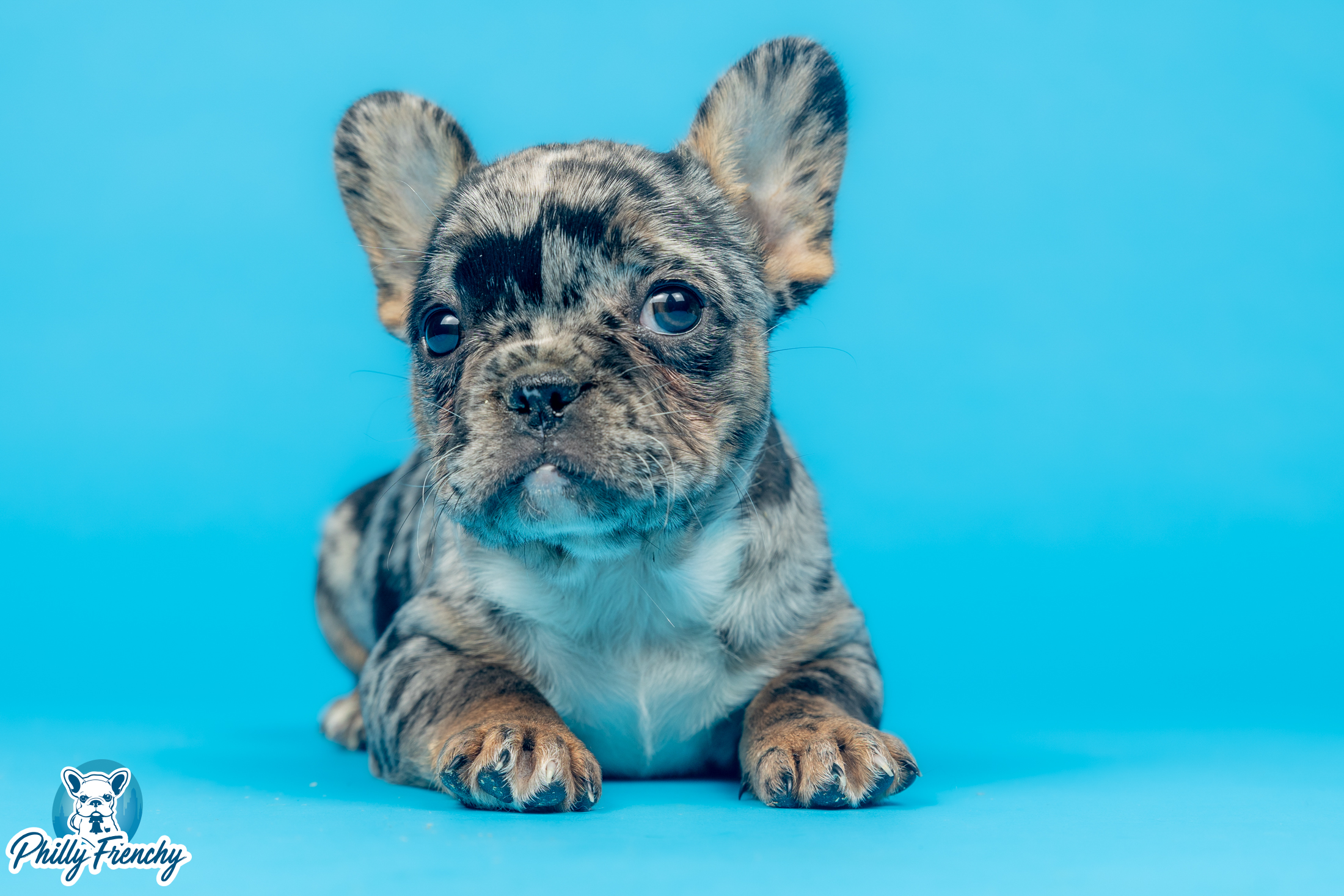 “Mochi” Tricolor Merle Female $4000