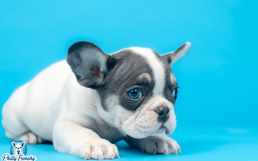 “Cooper” Blue Pied Tricolor Male $3800