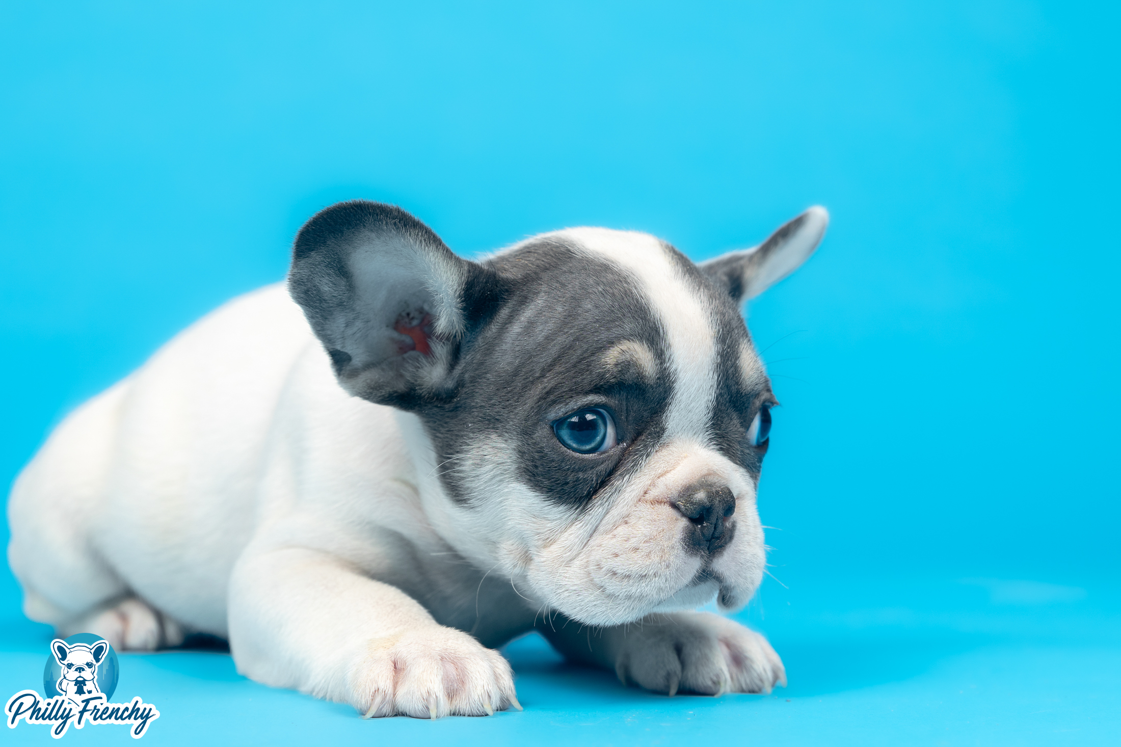 “Cooper” Blue Pied Tricolor Male $3800