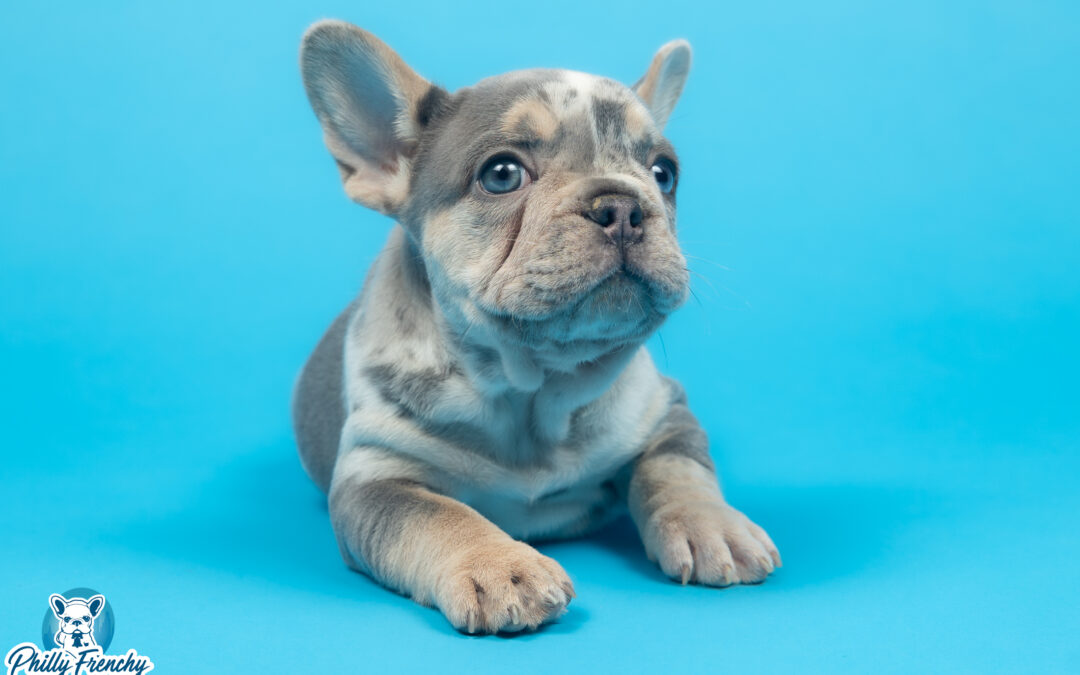 “Euro” Lilac Blue/Tan Merle Male $4000