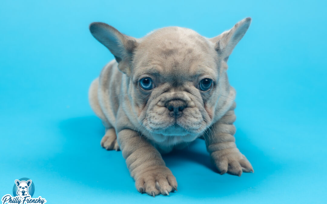 “Sophie” Blue Fawn Merle Female $3800