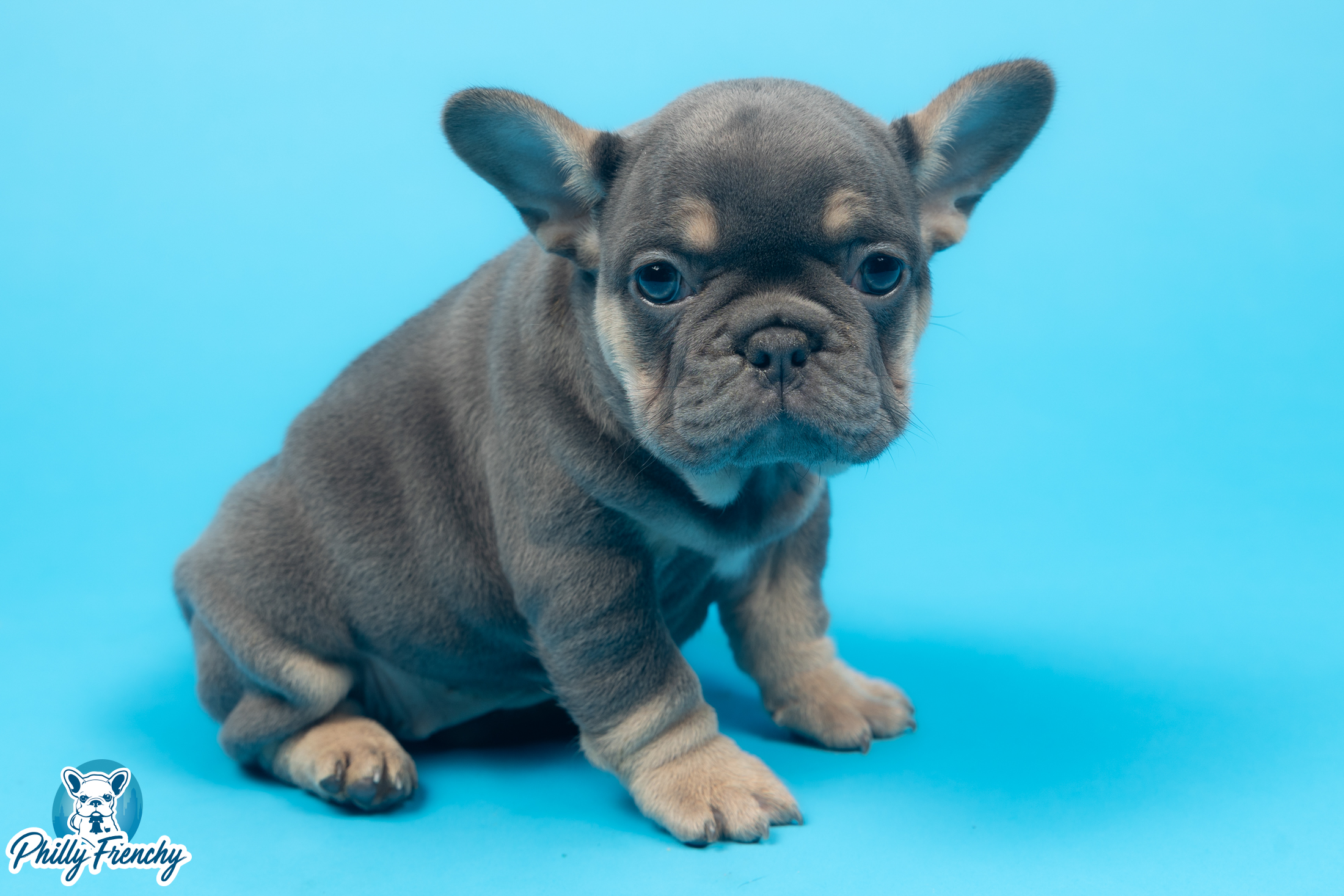 “Luna” Blue/Tan Tricolor Female $3700