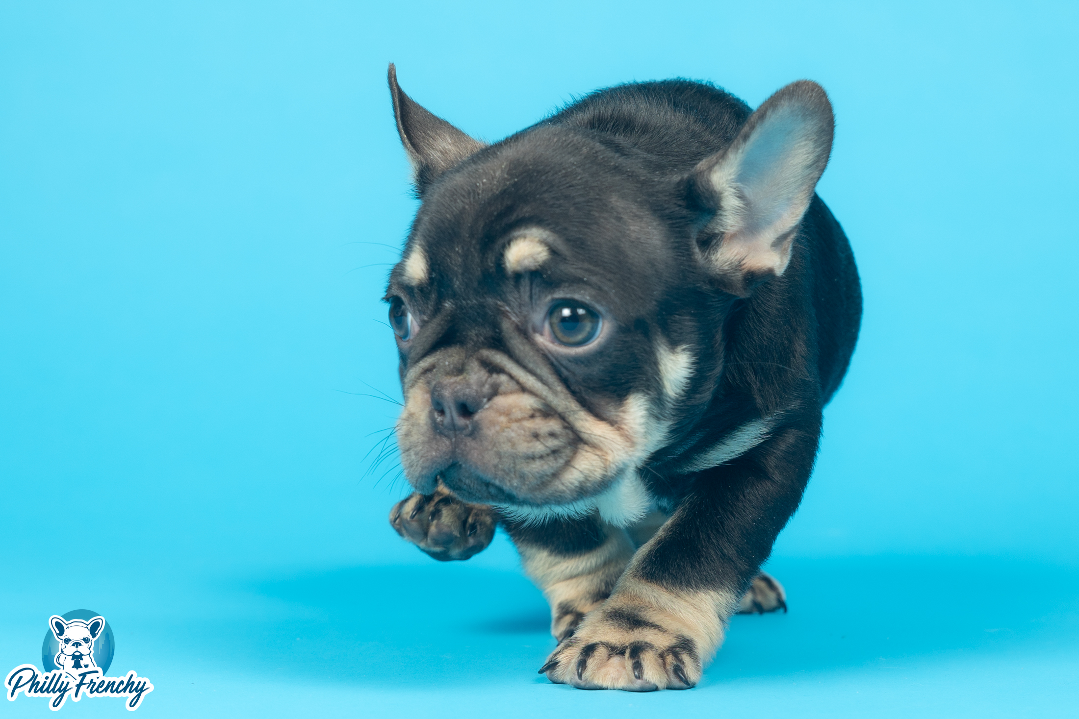 “Nico” Choko/Tan Tricolor Male $2800