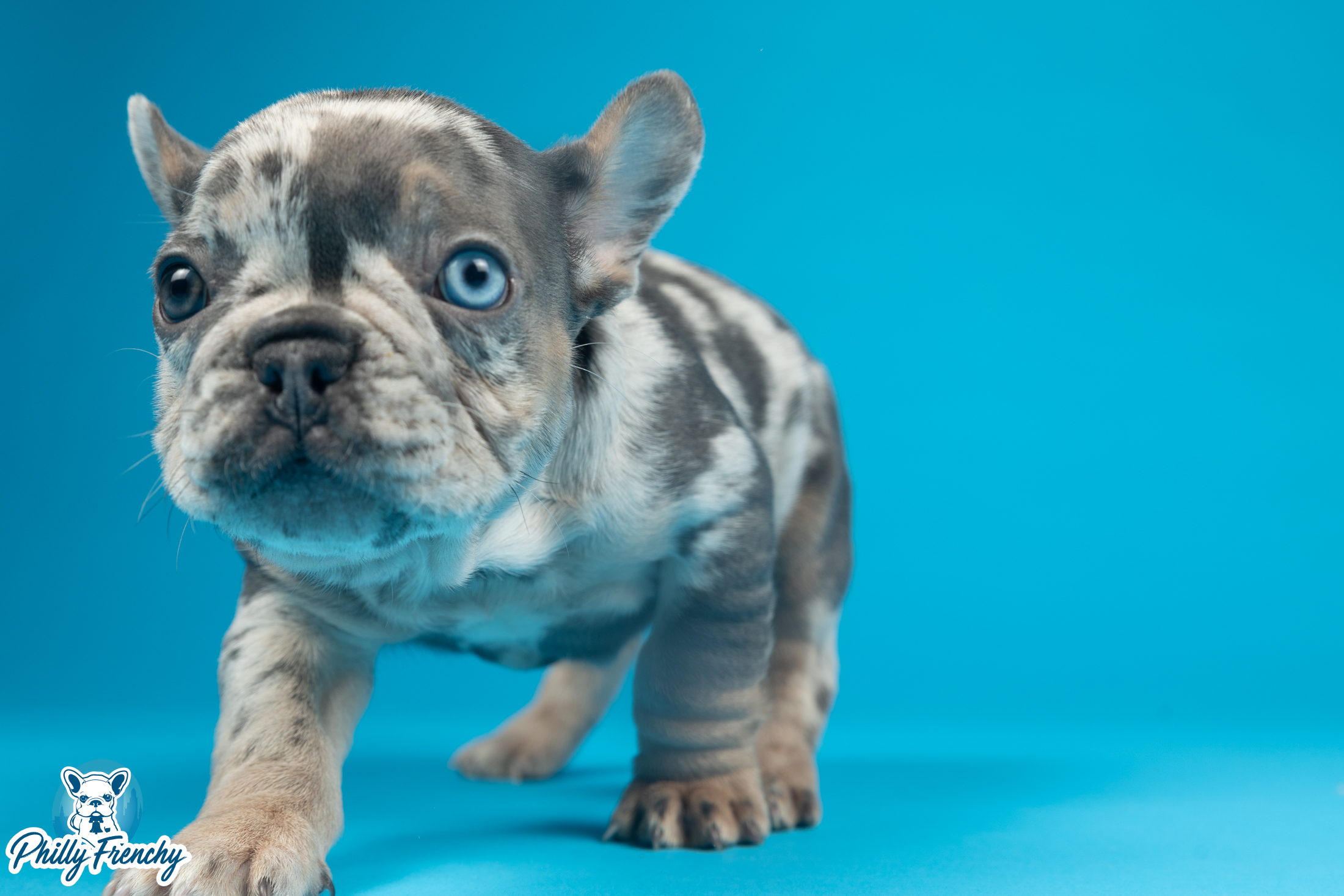 “Diamond” Lilac Merle Female $4000